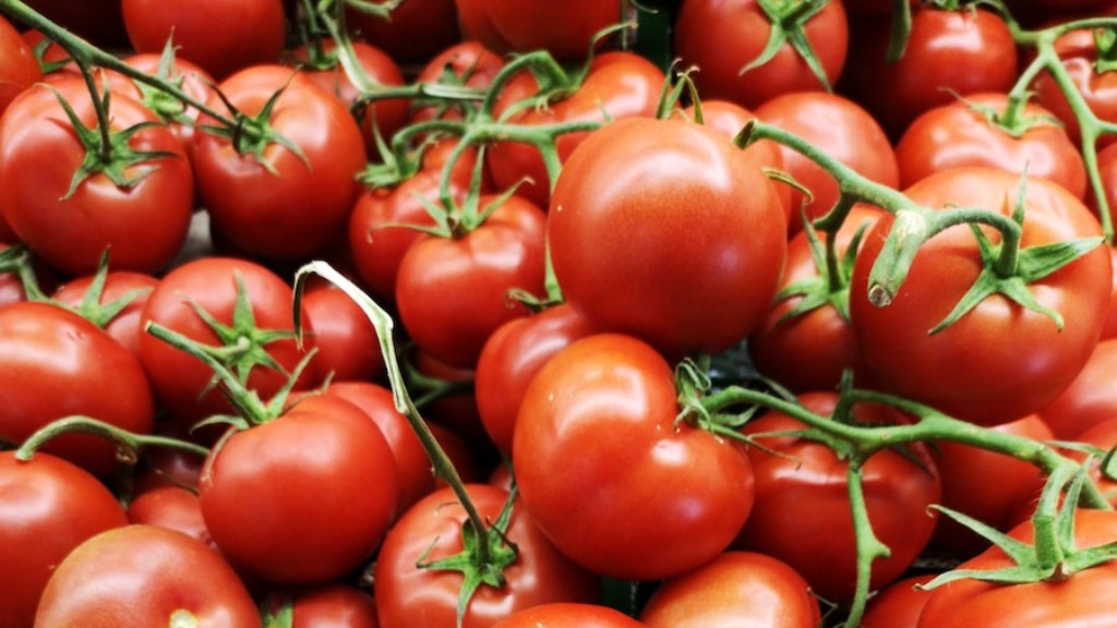 통조림으로 만들기 위해 토마토를 얼마나 오래 삶으시나요?