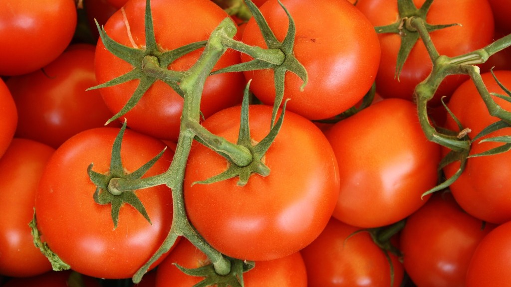 신선한 토마토를 냉동실에 얼마나 오래 보관할 수 있나요?